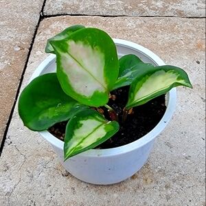 Hoya Variegated Tricolor Carnosa Crimson Krimson Princess Rooted Wax Plant